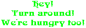 Hey! Turn around! We're hungry too!